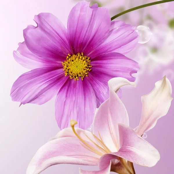 Fiore bellissimo sfondo — Foto Stock