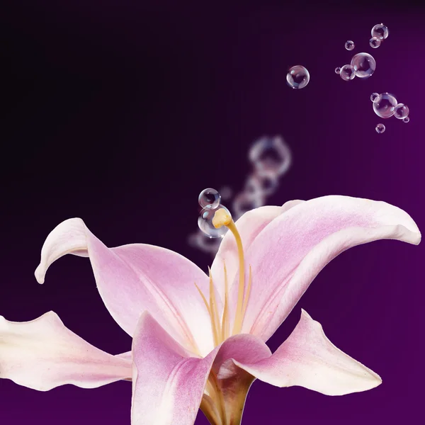 Güzel pembe lily.flower kartı arka plan — Stok fotoğraf