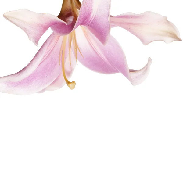 Beyaz üzerine pembe lily — Stok fotoğraf
