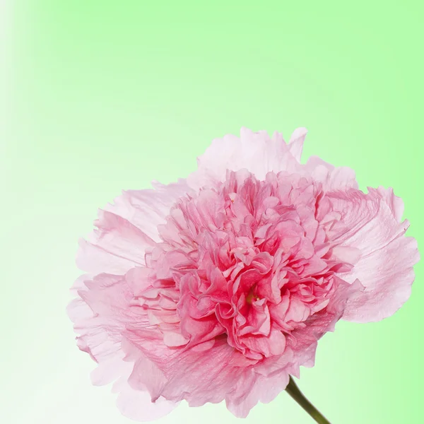 Rosa rose.Flower bella carta — Foto Stock