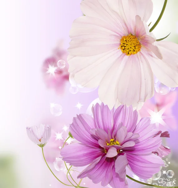 Szép virág-kártya — Stock Fotó