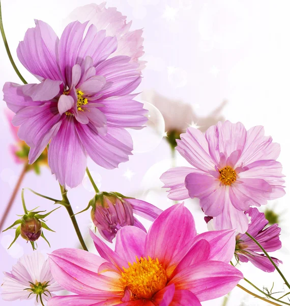 Όμορφο λουλούδι κάρτα — Φωτογραφία Αρχείου