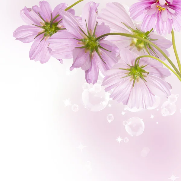 Güzel çiçek kartı — Stok fotoğraf