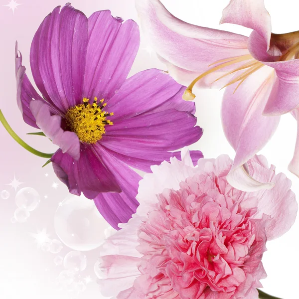 꽃 여름 카드 — 스톡 사진