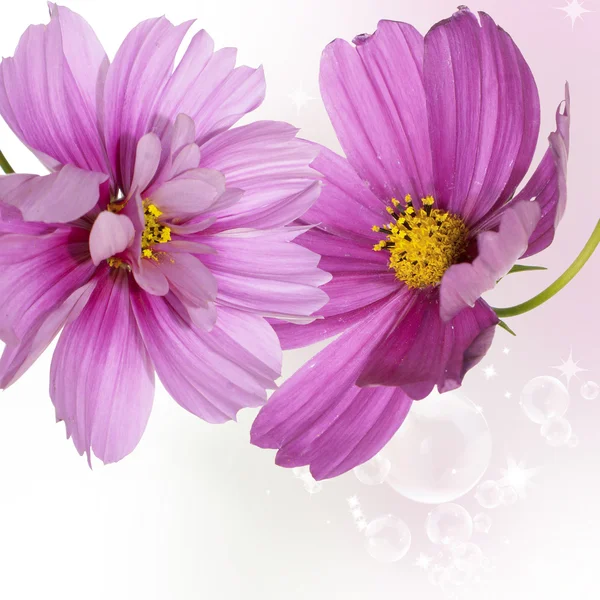 Çiçek yaz kartı — Stok fotoğraf
