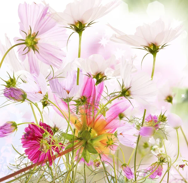 Цветок природы летний фон — стоковое фото
