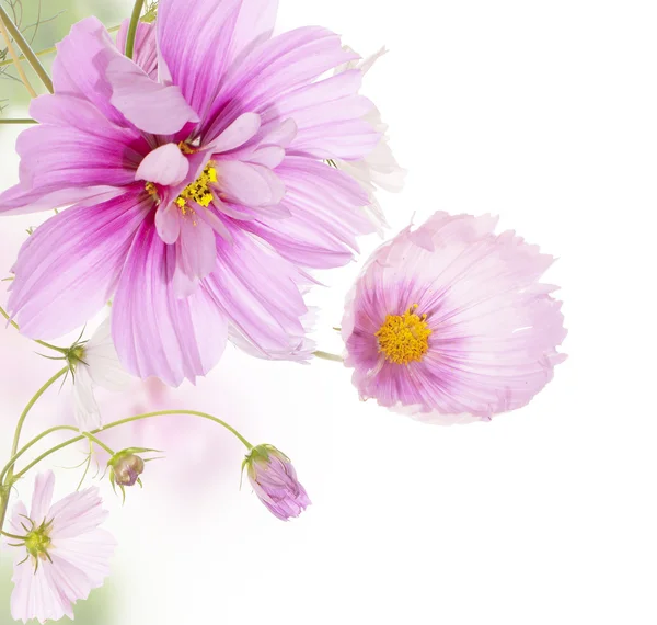 Flor hermosa tarjeta de fondo — Foto de Stock