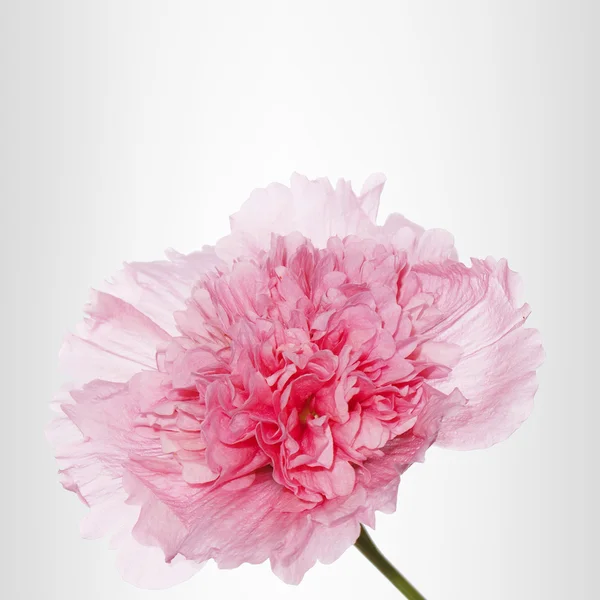 이국적인 꽃입니다. 꽃 카드 — 스톡 사진