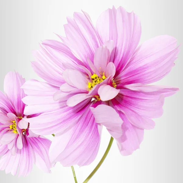 Exotische Blumen. Blütenkarte — Stockfoto