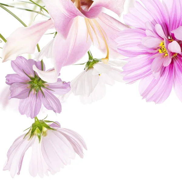 Nature beautiful flower background — Stock Photo, Image