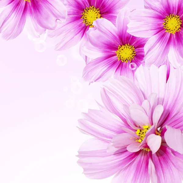 Nature beautiful flower background — Stock Photo, Image