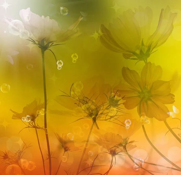 Zomer mooie bloem. natuur seizoen — Stockfoto