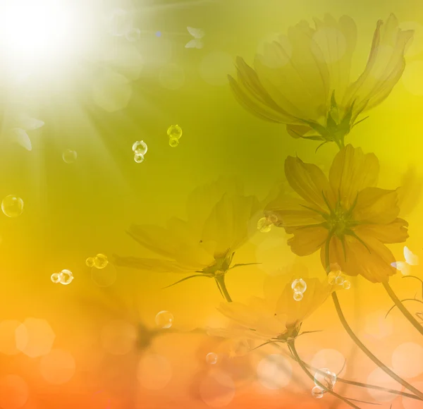Summer beautiful flower. Nature season — Stock Photo, Image