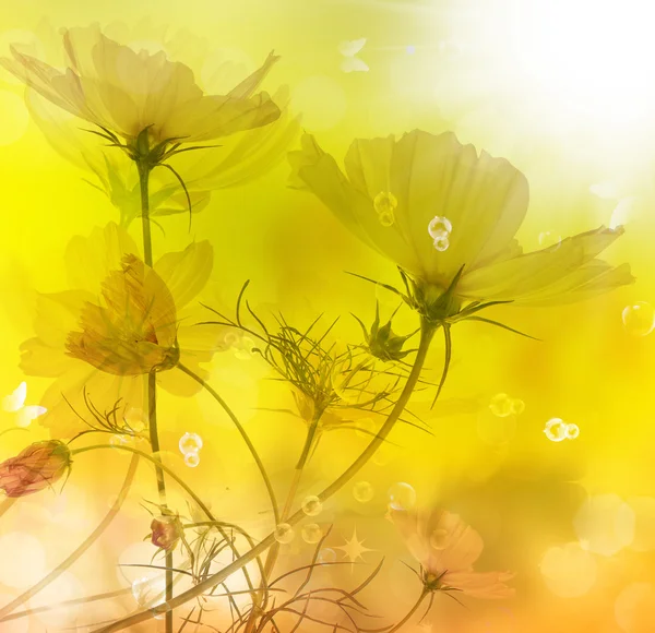 Zomer mooie bloem. natuur seizoen — Stockfoto