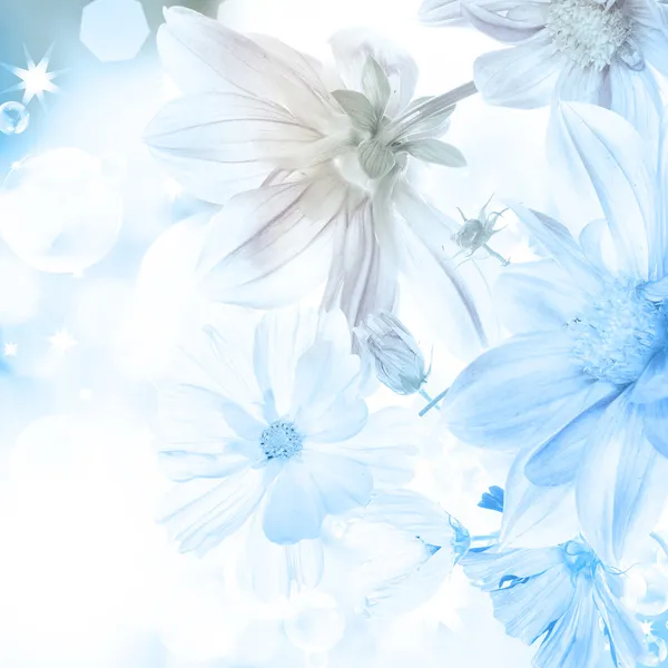 블루 빛 추상적인 배경 흐리게에 아름 다운 꽃 — 스톡 사진