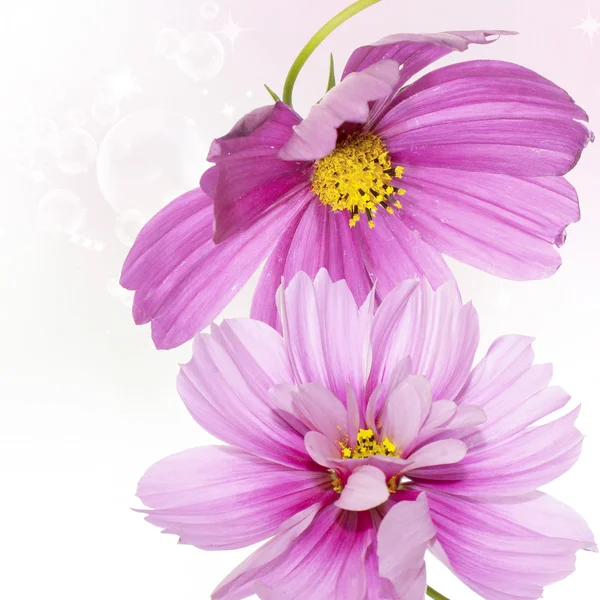 Prachtige natuur flower achtergrond — Stockfoto