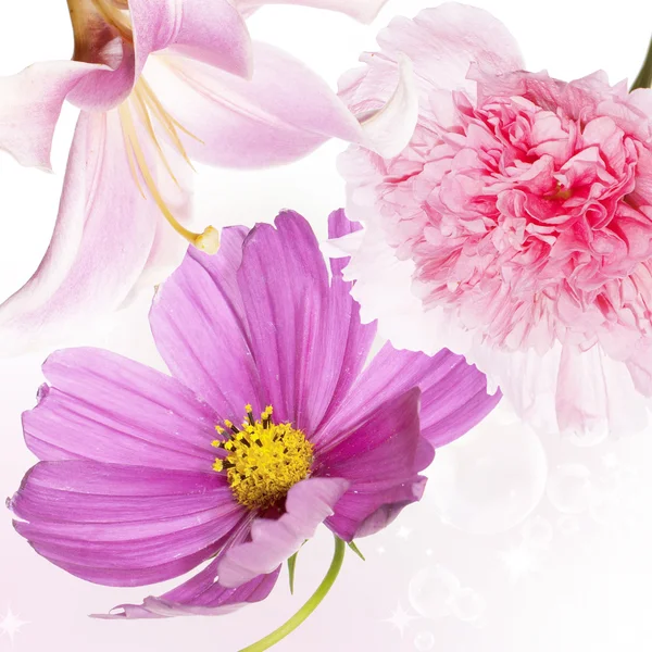 자연 아름 다운 꽃 배경 — 스톡 사진
