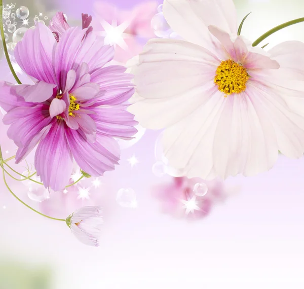 Naturen vacker blomma bakgrund — Stockfoto