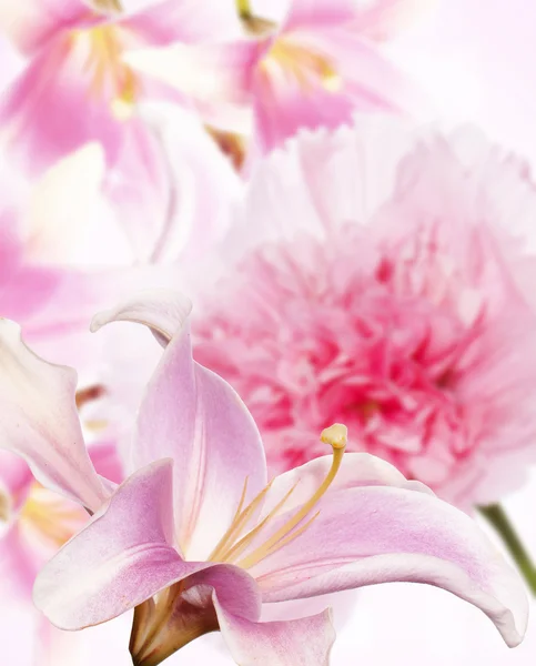 Garden lily and other flowers — Stock Photo, Image