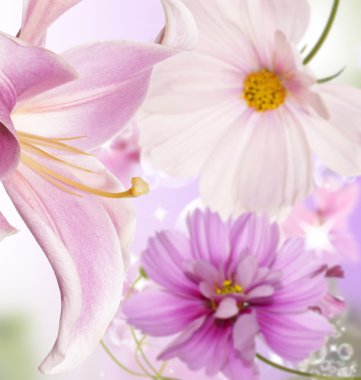 Bahçe lily ve diğer çiçekleri