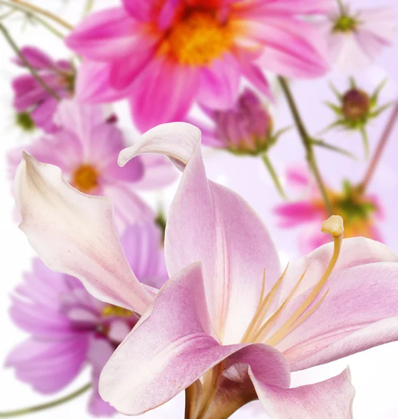 Gartenlilie und andere Blumen — Stockfoto