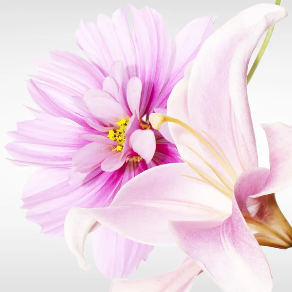 Zahradní lily a další květiny — Stock fotografie