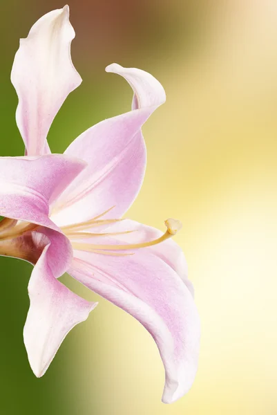 Garden lily and other flowers — Stock Photo, Image