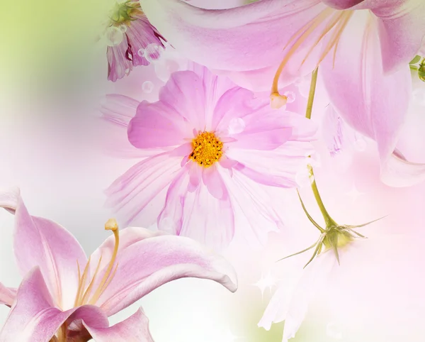 Trädgård blomma — Stockfoto
