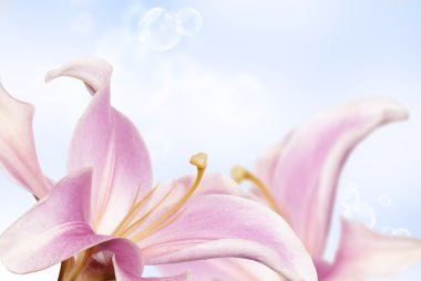 Bahçe lily