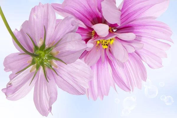 Kerti virág — Stock Fotó
