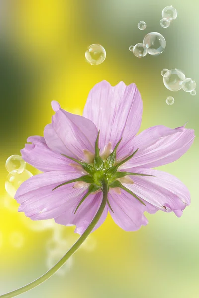 Garden flower — Stock Photo, Image