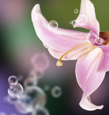 Bahçe lily