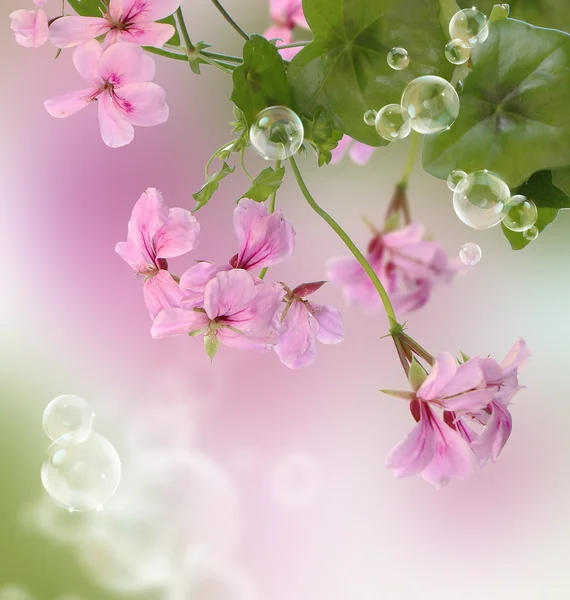 Trädgård blomma — Stockfoto