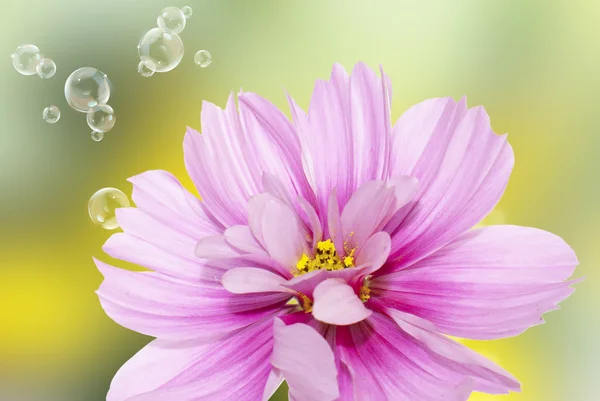 Kerti virág — Stock Fotó