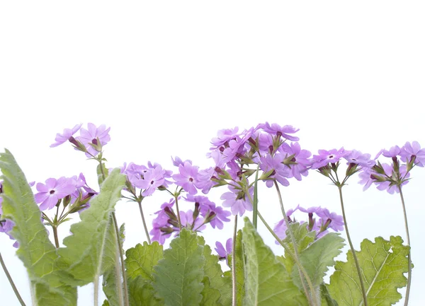 Garden flower on white — Stock Photo, Image