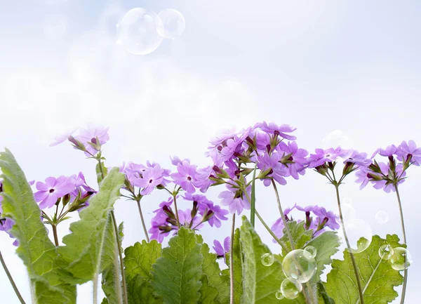 ホワイト上の庭の花 — ストック写真