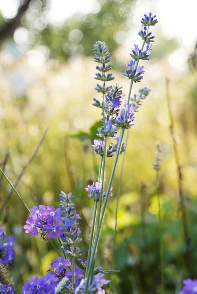 Lavendel. Lavendelfeld bei Sonnenuntergang. — Stockfoto