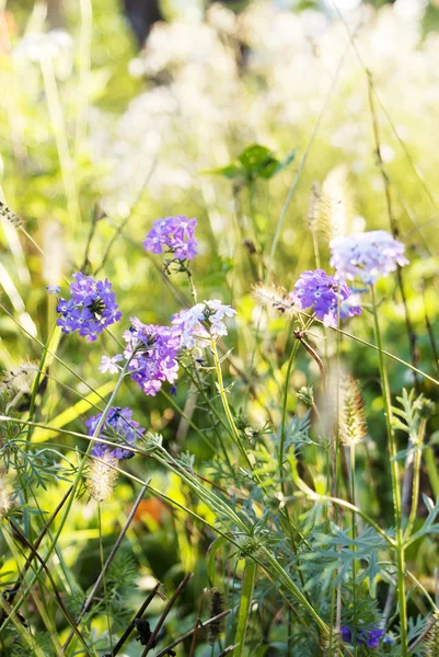 Lavendel. lavendel fält på sunset.soft fokus — Stockfoto