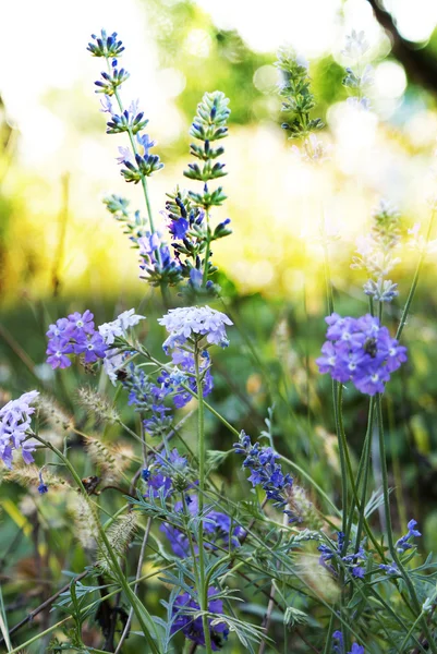 Lavender. Lavender field at Sunset.Soft Focus — Stock Photo, Image