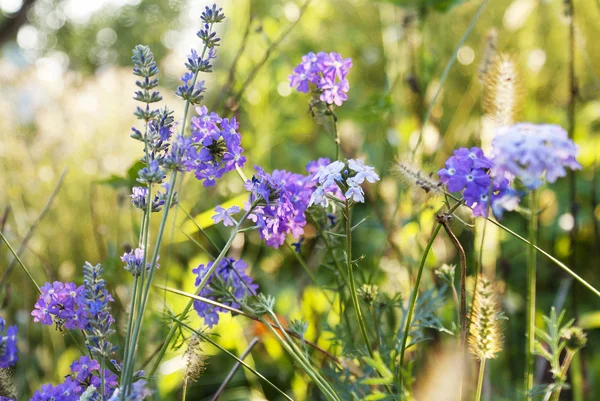 Lavendel. lavendel fält på sunset.soft fokus — Stockfoto