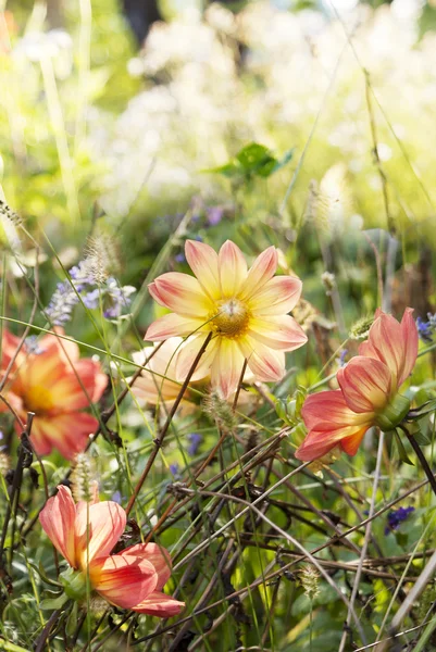 美しいの庭の花 — ストック写真