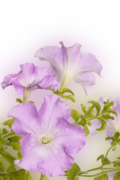 Garden beautiful flower — Stock Photo, Image