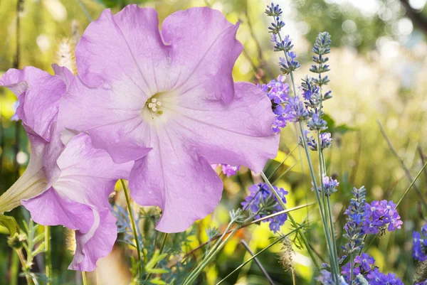 Lavanda. Campo de lavanda ao pôr-do-sol. Foco suave — Fotografia de Stock