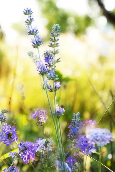 Lavendel. lavendel fält på sunset.soft fokus — Stockfoto