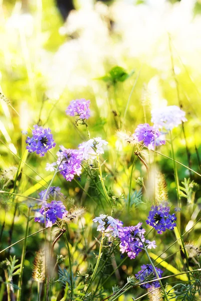Lavendel. lavendel fält på sunset.soft fokus — Stockfoto