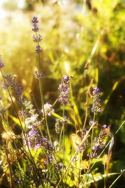 Levendula. Levendula mező: Sunset.Soft Focus — Stock Fotó