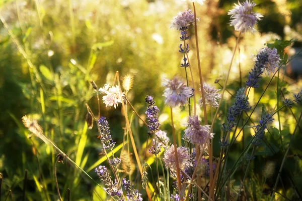 Lawenda. Lawendowe pole w sunset.soft focus — Zdjęcie stockowe