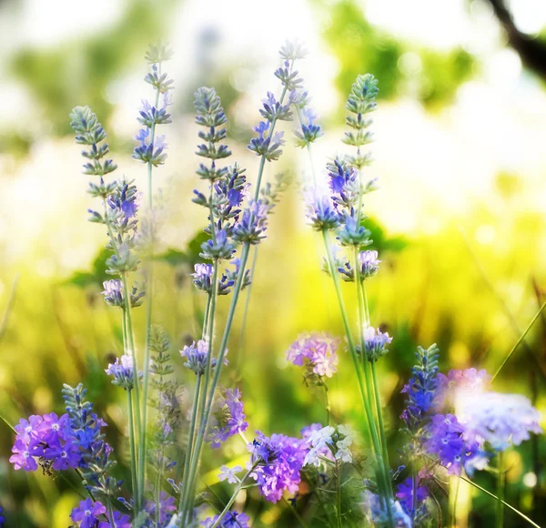 Lavendel. Lavendel veld in sunset.soft focus — Stockfoto