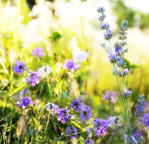 Lavanda. Campo di lavanda al tramonto. Focus morbido — Foto Stock