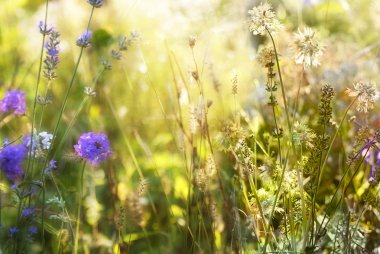 Lavanta. gün batımında lavanta alan. yumuşak odak